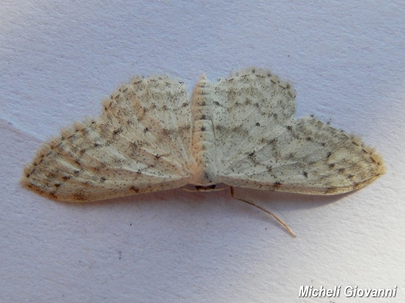 Idaea seriata